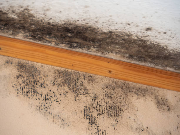 Best Airborne Mold Testing  in Hyde, PA